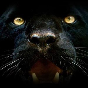 Meet your Posher, Camille